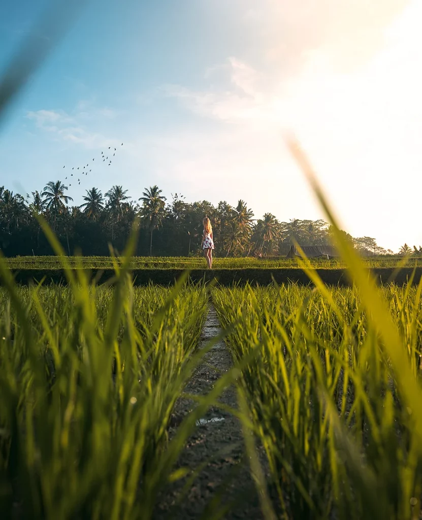 Tranquil rice paddies at Kelusa Village, offering peaceful views and listed in the top places to visit in Bali.