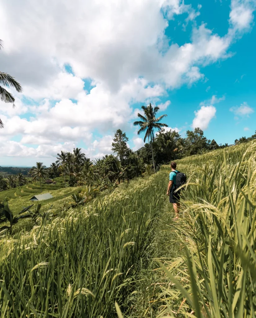 The vast Jatiluwih Rice Terraces in Bali, perfect for a scenic walk