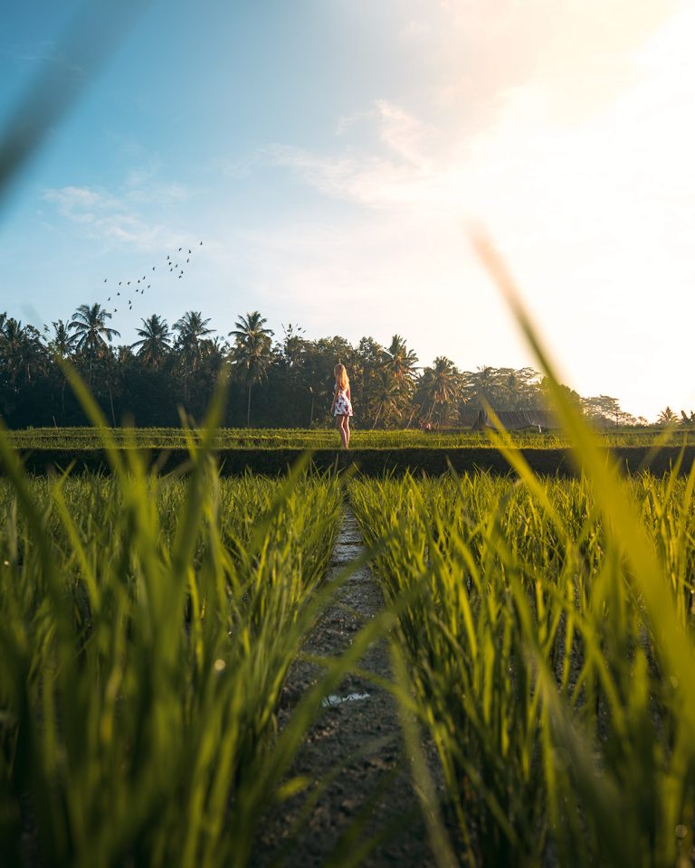 Between the rice