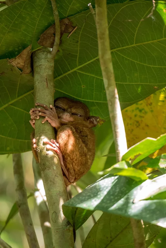 Close-up of a Tarsier in Bohol, a rare wildlife gem on the top 10 places to see in the Philippines.