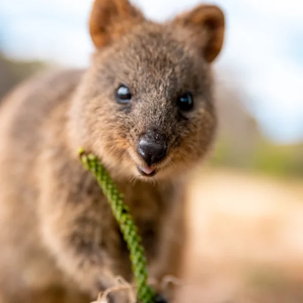 Top 10 Places to Visit in Australia by Van