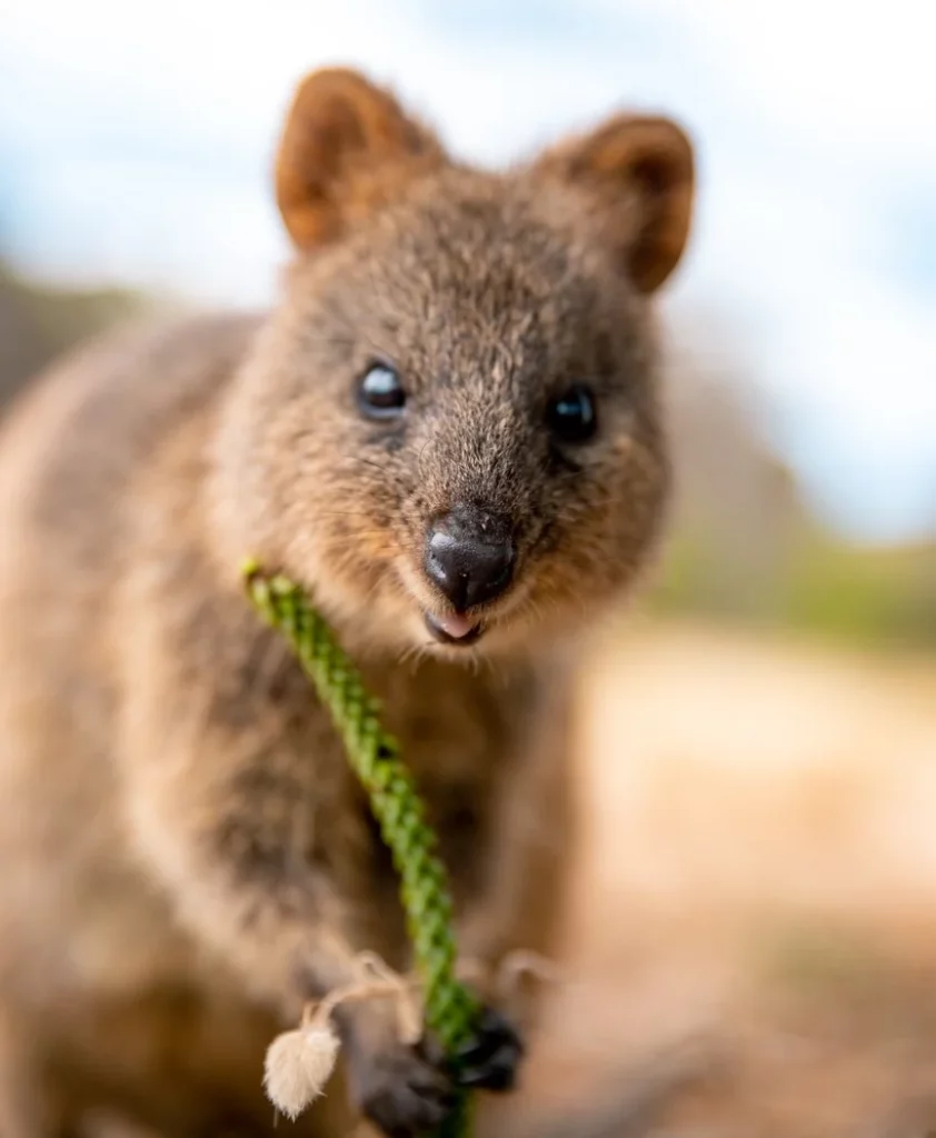 Top 10 Places to Visit in Australia by Van