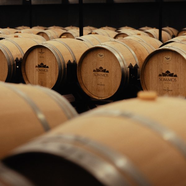 A picturesque vineyard at Somontano Winery, showcasing one of the top experiences and places to visit in Huesca