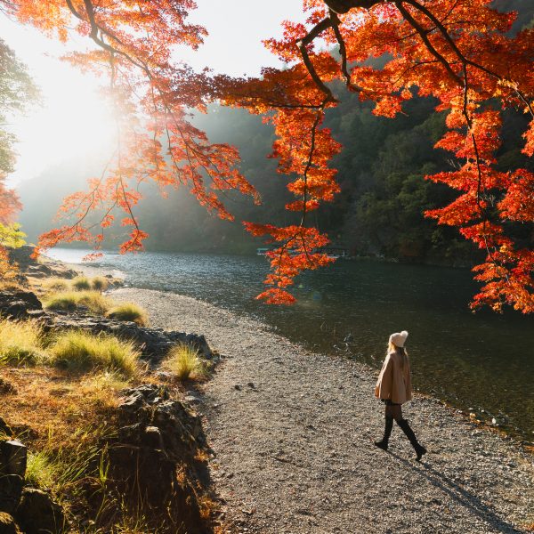 Arashiyama Park’s vibrant autumn trees near the bamboo forest in Kyoto. a must-visit spot during autumn in Japan