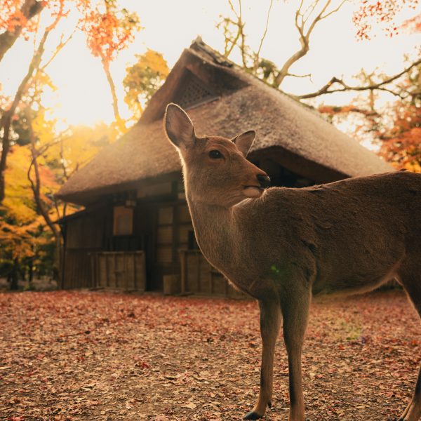 Deer roaming freely in Nara Park, a must-visit destination on day trips from Osaka. a serene day trip included in this 2-week Japan itinerary.