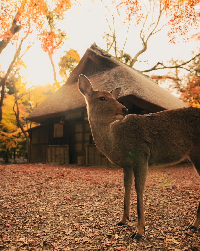 Deer roaming freely in Nara Park, a must-visit destination on day trips from Osaka. a serene day trip included in this 2-week Japan itinerary.