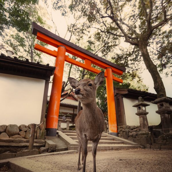 Nara Prepare your trip to Japan