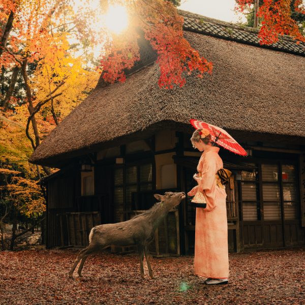 Deer roaming freely in Nara Park, a must-visit destination on day trips from Osaka