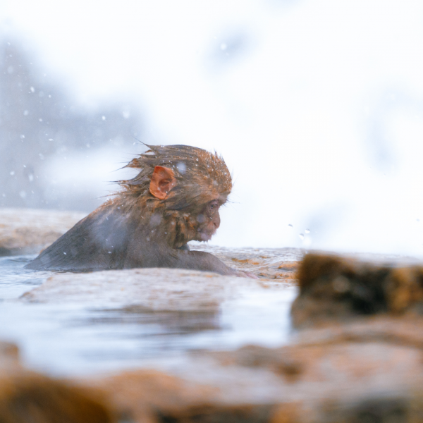 Essential steps and etiquette tips for enjoying a traditional Japanese bath outdoor.