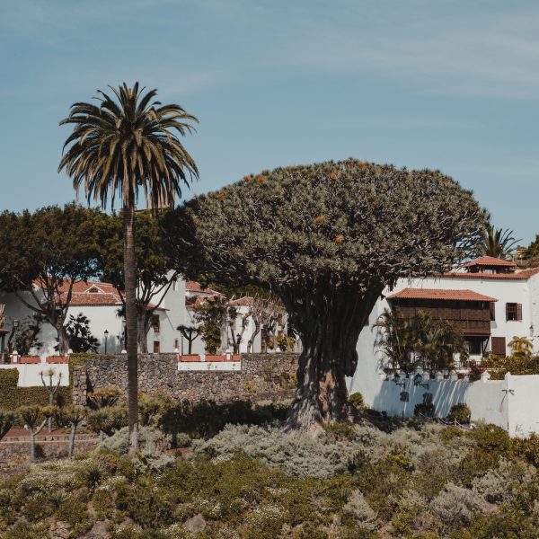Icod de los Vinos Tenerife