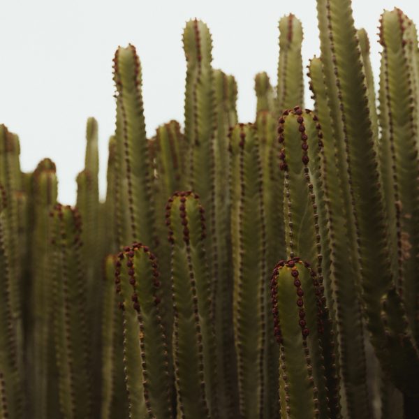 Masca: Tenerife's Most Photogenic Village