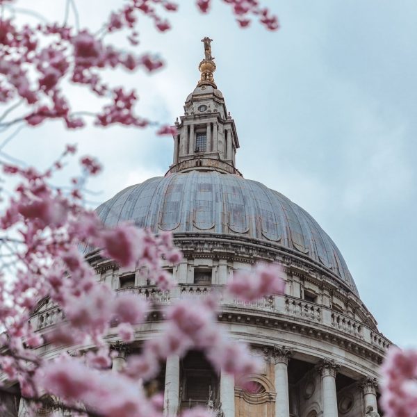 Cherry blossoms in London with St. Paul’s Cathedral in the background