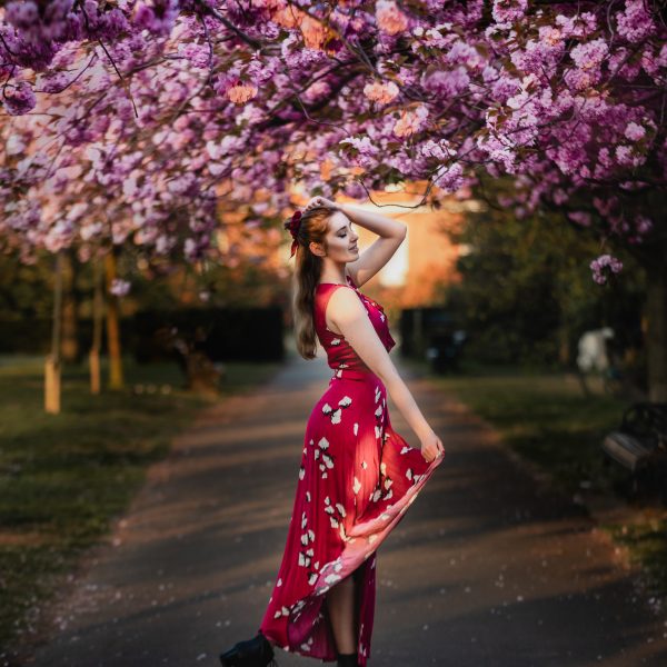 Cherry blossoms in London Greenwich Park