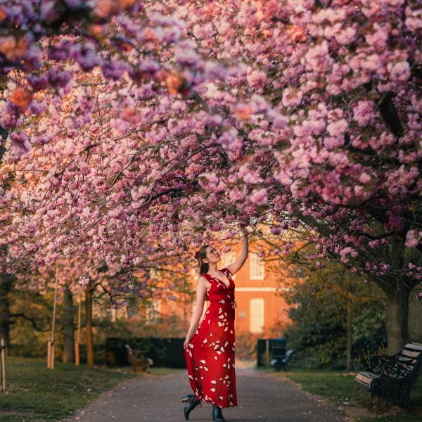 Cherry blossoms in London Greenwich Park