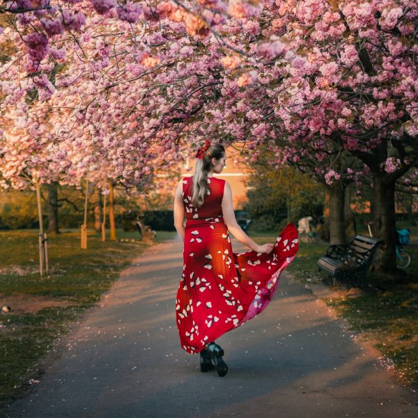 Cherry blossoms in London Greenwich Park