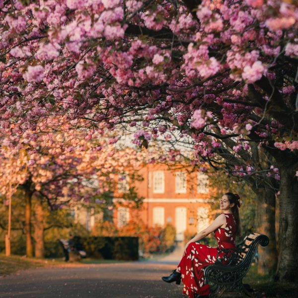 Cherry blossoms in London Greenwich Park