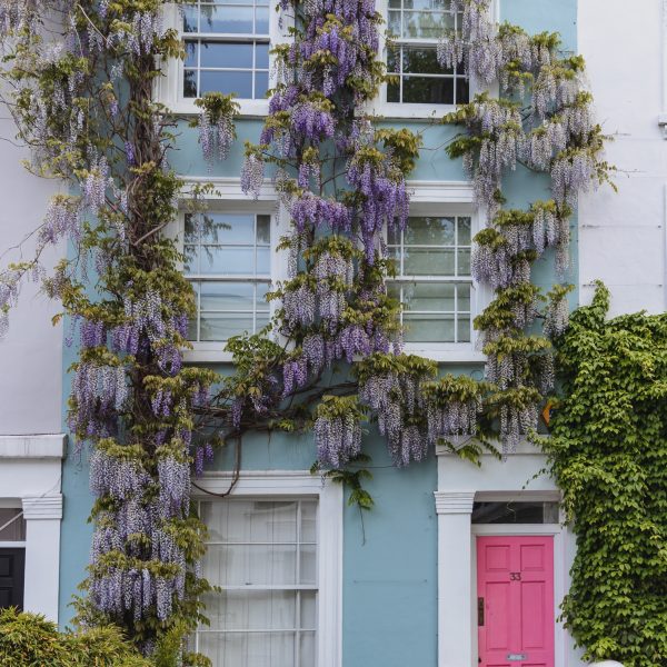 London Wisteria Guide 2025