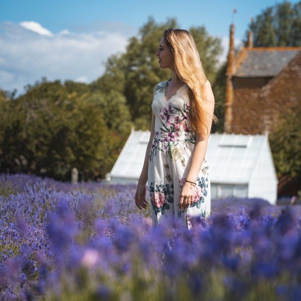 Lavender Fields Norfolk