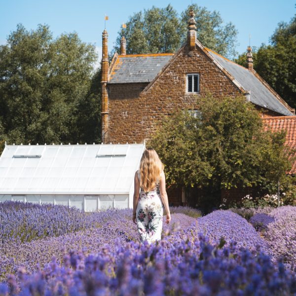 Lavender Fields Norfolk