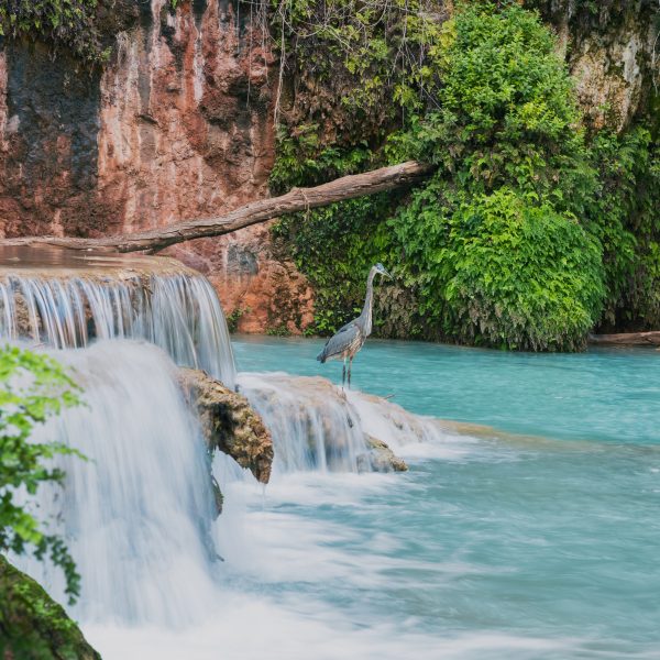 Beaver Falls Havasupai Travel Guide
