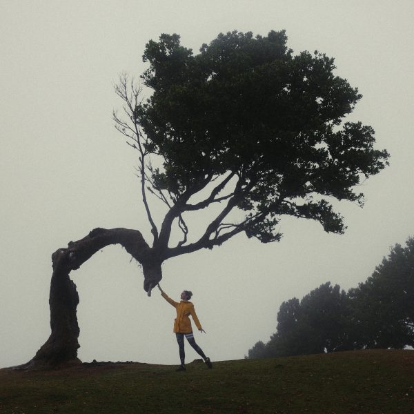 Visit Fanal Forest