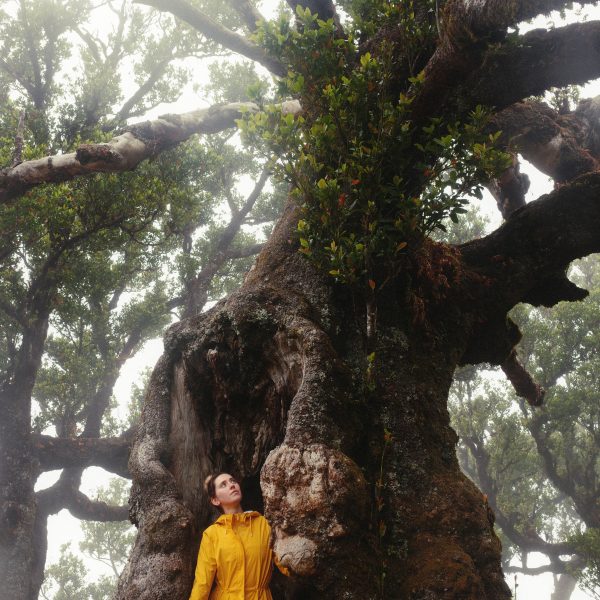 Visit Fanal Forest