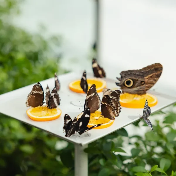 Owl butterflies feeding on orange slices in the Al Noor Island Butterfly House