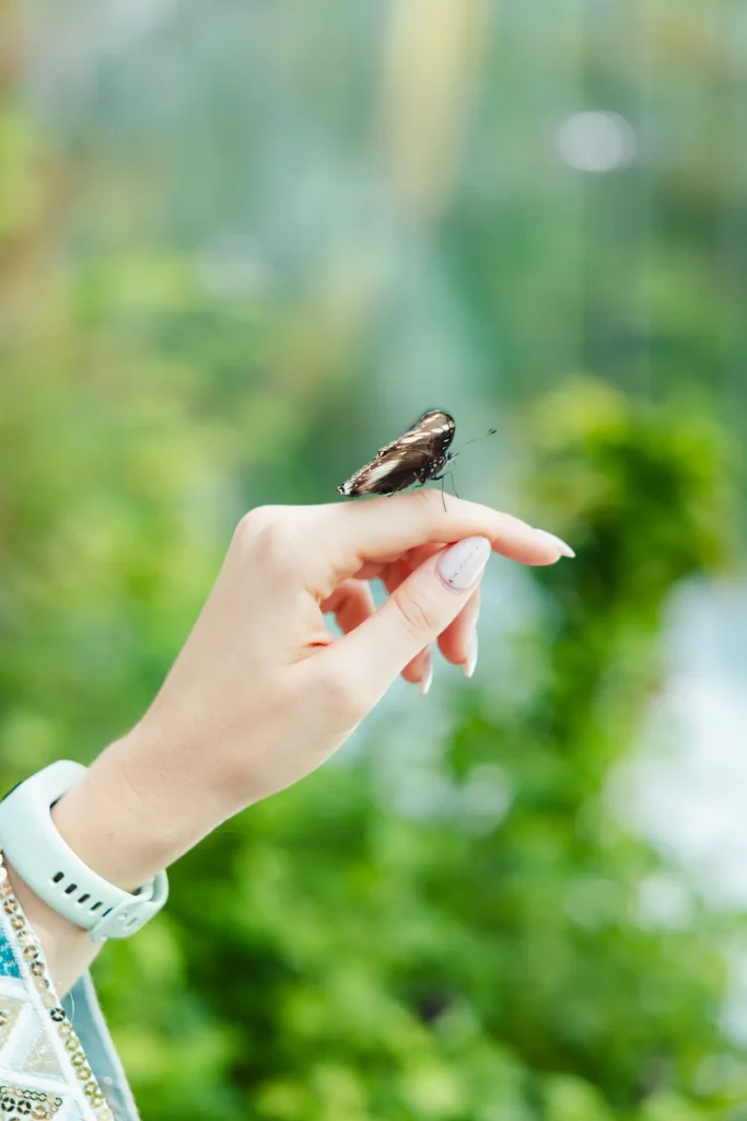 Butterfly perched on Helena's finger in the Butterfly House on Al Noor Island, Sharjah