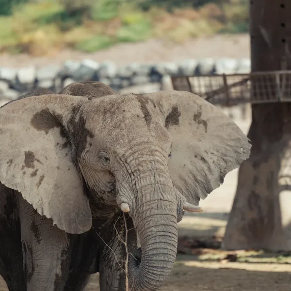 African elephant close up at Sharjah Safari