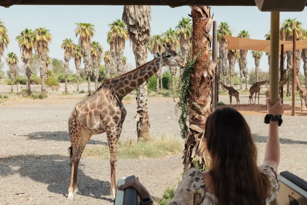 Helena reaching out towards a giraffe from the safari vehicle at Sharjah Safari
