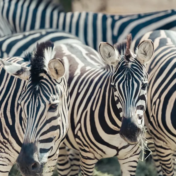 Group of zebras grazing together at Sharjah Safari